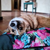 Buff Tuff: Pet Bed